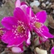 Hepatica 'Forest Red' (Forest Series)