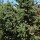  (31/01/2017) Pinus longaeva added by Shoot)