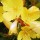  (31/01/2017) Oenothera fruticosa subsp. glauca 'Erica Robin' added by Shoot)