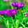 Centaurea montana 'Violetta' (Mountain cornflower 'Violetta') Added by Nicola