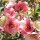  (03/02/2017) Chaenomeles cathayensis added by Shoot)