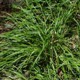 Carex digitalis