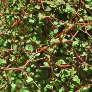  (07/02/2017) Muehlenbeckia astonii added by Shoot)