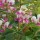  (07/02/2017) Lespedeza thunbergii subsp. thunbergii 'Edo-shibori' added by Shoot)