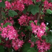  (07/02/2017) Ribes sanguineum 'Barrie Coate' added by Shoot)