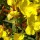  (07/02/2017) Oenothera fruticosa 'Youngii' added by Shoot)