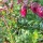  (08/02/2017) Daboecia cantabrica subsp. scotica 'Goscote' added by Shoot)