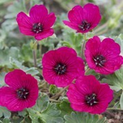  (08/02/2017) Geranium (Cinereum Group) 'Jolly Jewel Red' (Jolly Jewels Series) added by Shoot)