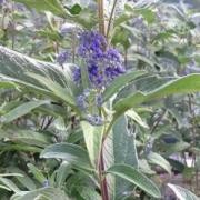  (09/02/2017) Caryopteris x clandonensis 'Pershore' added by Shoot)