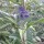  (09/02/2017) Caryopteris x clandonensis 'Pershore' added by Shoot)