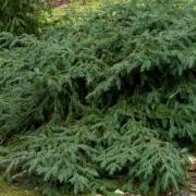  (09/02/2017) Taxus baccata 'Repandens' added by Shoot)