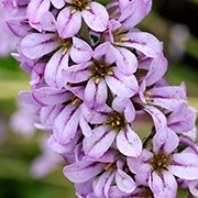  (09/02/2017) Francoa lavender-flowered added by Shoot)