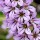  (09/02/2017) Francoa lavender-flowered added by Shoot)