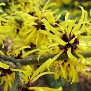  (09/02/2017) Hamamelis (any H. x intermedia or H. mollis variety) added by Shoot)