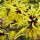  (09/02/2017) Hamamelis (any H. x intermedia or H. mollis variety) added by Shoot)