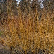  (09/02/2017) Salix alba 'Golden Ness' added by Shoot)