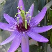  (15/02/2017) Passiflora 'Witchcraft' added by Shoot)