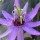  (15/02/2017) Passiflora 'Witchcraft' added by Shoot)