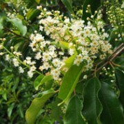  (16/02/2017) Prunus lusitanica subsp. azorica added by Shoot)