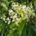  (16/02/2017) Prunus lusitanica subsp. azorica added by Shoot)