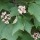  (17/02/2017) Viburnum acerifolium added by Shoot)