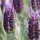  (17/02/2017) Lavandula pedunculata subsp. sampaiana 'Purple Emperor' added by Shoot)