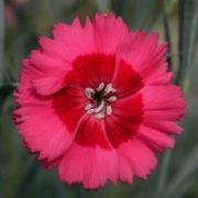  (21/02/2017) Dianthus 'Cosmopolitan' added by Shoot)