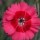  (21/02/2017) Dianthus 'Cosmopolitan' added by Shoot)