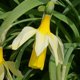 Narcissus bicolor