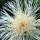  (22/02/2017) Centaurea americana 'Aloha Blanca' added by Shoot)