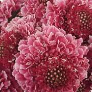  (22/02/2017) Scabiosa 'Marshmallow Scoop' added by Shoot)