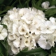 Dianthus barbatus 'Barbarini White' (Barbarini Series)