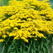  (24/02/2017) Solidago 'Crown of Rays' added by Shoot)