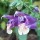  (24/02/2017) Salvia yunnanensis added by Shoot)