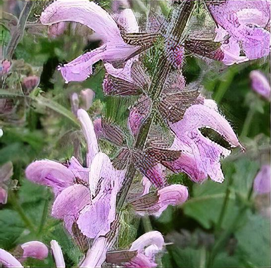 Salvia pratensis 'Pink Delight'