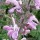  (25/02/2017) Salvia pratensis 'Pink Delight' added by Shoot)