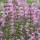 Salvia pratensis 'Pink Delight' (Meadow clary 'Pink Delight') Added by Nicola
