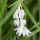  (27/02/2017) Ophiopogon formosanus BSWJ3659 added by Shoot)