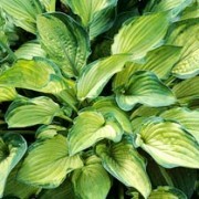  (27/02/2017) Hosta 'Phyllis Campbell' (fortunei) added by Shoot)