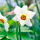 Narcissus poeticus (Poet's narcissus) Added by Nicola