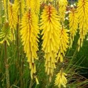  (01/03/2017) Kniphofia 'Rockette Yellow' (Rockette Series) added by Shoot)