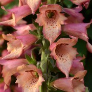  (02/03/2017) Digitalis x valinii 'Foxlight Rose Ivory' (Foxlight Series) added by Shoot)