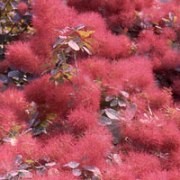  (02/03/2017) Cotinus 'Ruby Glow' added by Shoot)