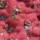  (02/03/2017) Cotinus 'Ruby Glow' added by Shoot)