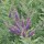  (02/03/2017) Amorpha canescens added by Shoot)