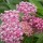  (02/03/2017) Asclepias incarnata added by Shoot)