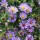  (02/03/2017) Aster oblongifolius 'October Skies' added by Shoot)