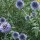  (02/03/2017) Echinops bannaticus added by Shoot)
