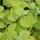  (06/03/2017) Helichrysum petiolare 'Lemon Licorice' added by Shoot)