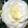 (07/03/2017) Camellia japonica 'Alba Plena' added by Shoot)